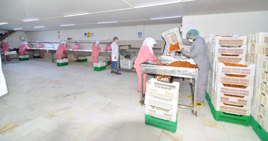 malatya-apricot-production