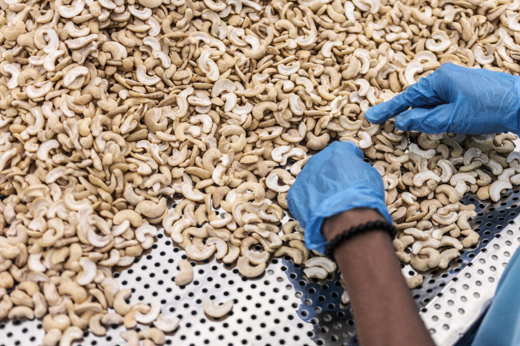 Cashew Sorting