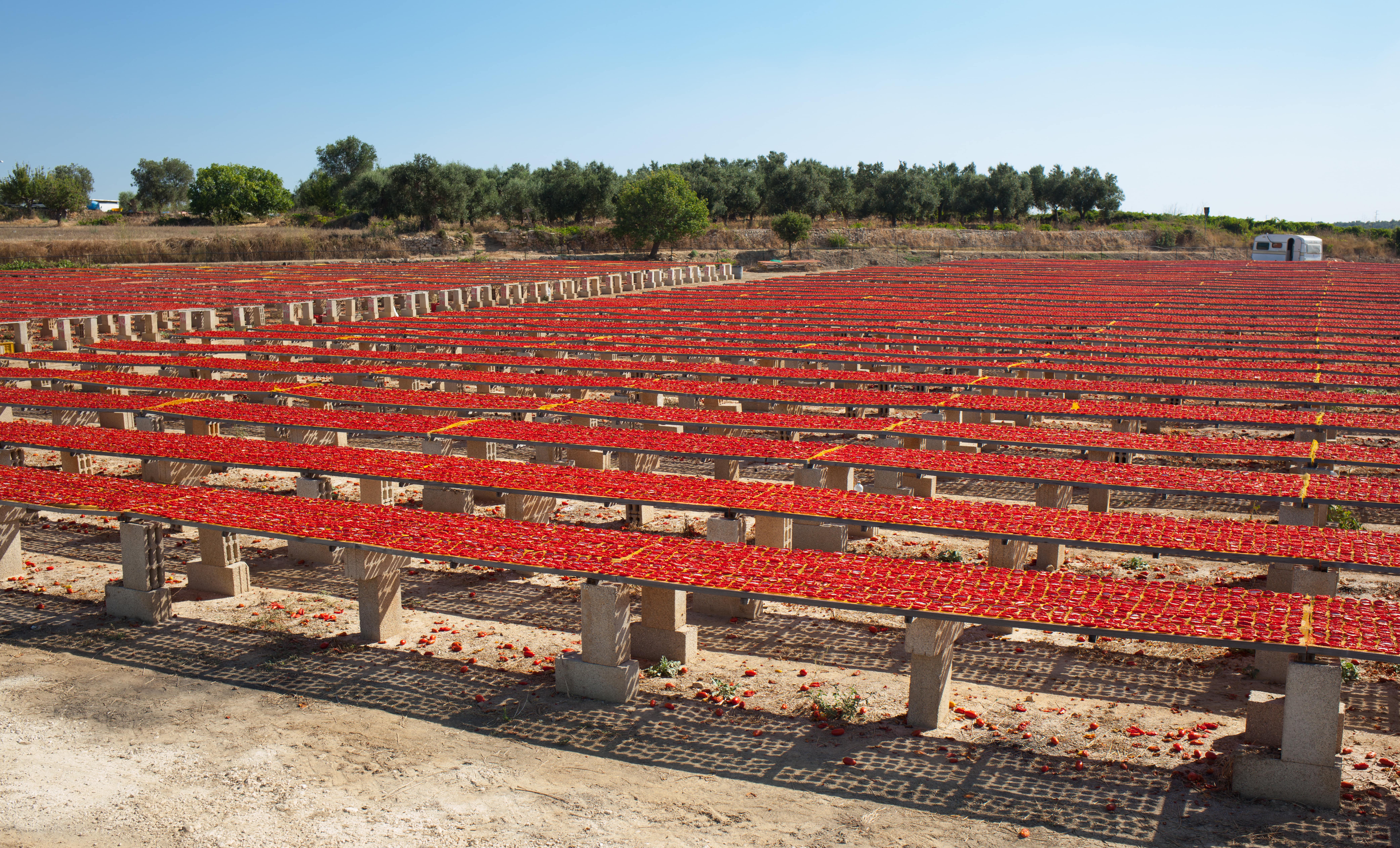dried tomatoes under the sun