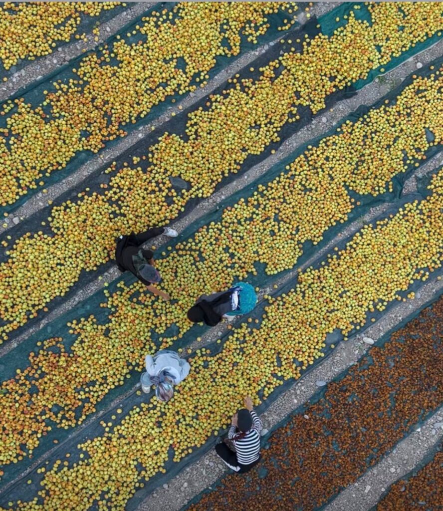 Aerial view of workers arranging fresh apricots on drying nets for natural sun drying.