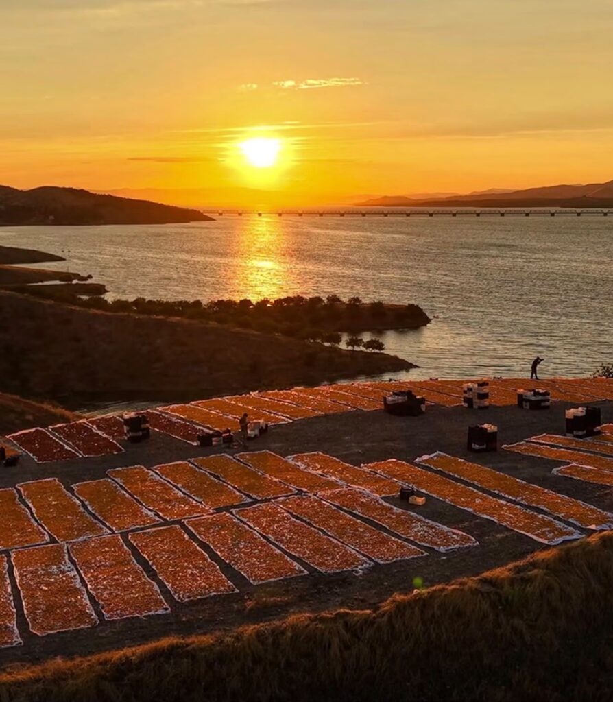 Sun-dried apricots laid out in drying fields during a beautiful sunset near the coastline.
