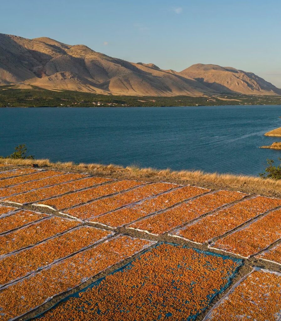 Sun-dried apricot drying fields near the coast with mountains in the background.