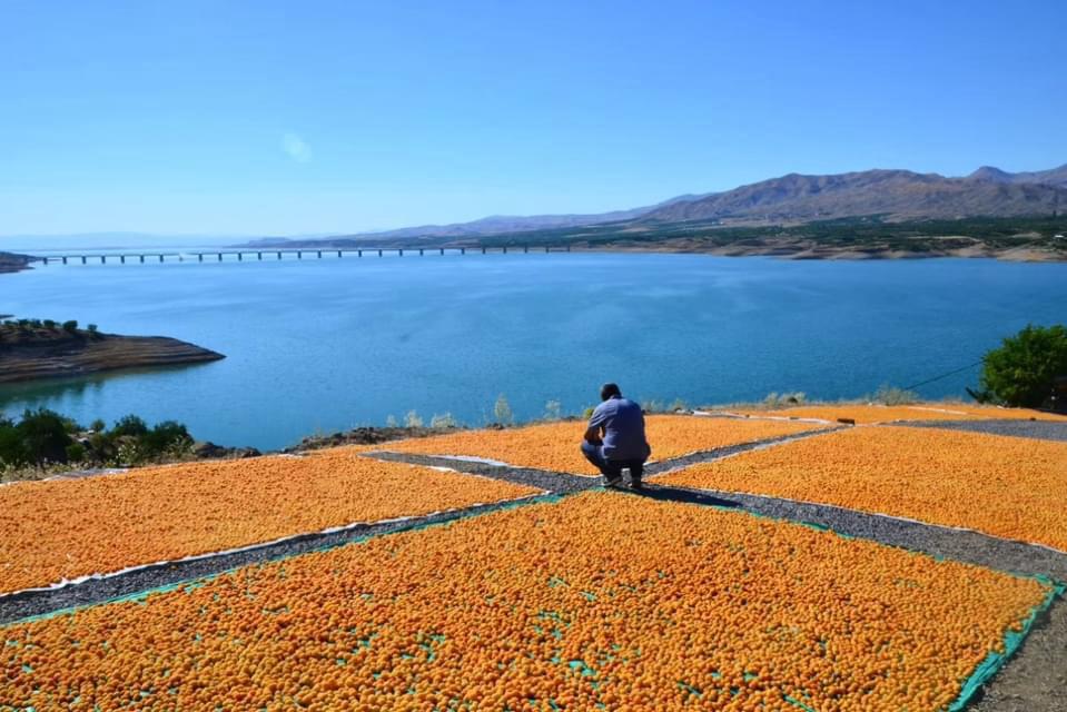 Sun-dried apricots naturally drying on outdoor drying beds with a scenic lakeside and mountain backdrop in Malatya