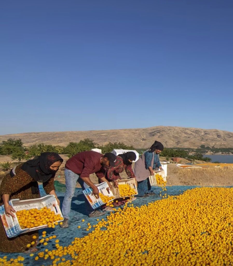 Workers spreading fresh apricots for the traditional sun drying process on drying nets.