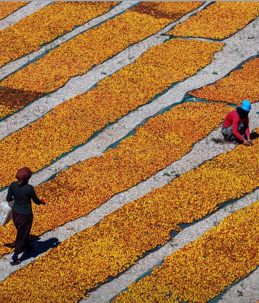 Rows of fresh apricots drying naturally under the sun on traditional drying beds.