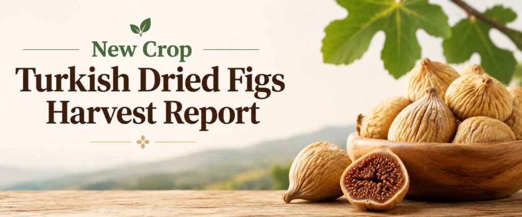 2026/2027 New Crop Turkish Dried Figs Harvest Report